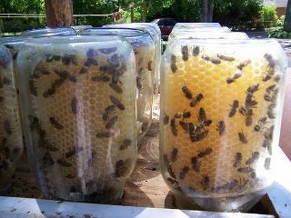 apicultura apícola