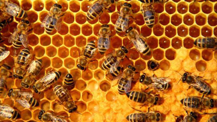 apicultura apícola para principiantes