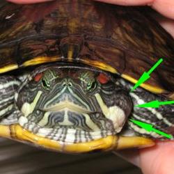 ¿Cuál es la enfermedad más común de la tortuga de vientre rojo?
