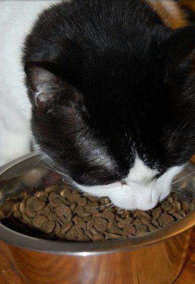 Orijen - comida para gatos de todas las razas