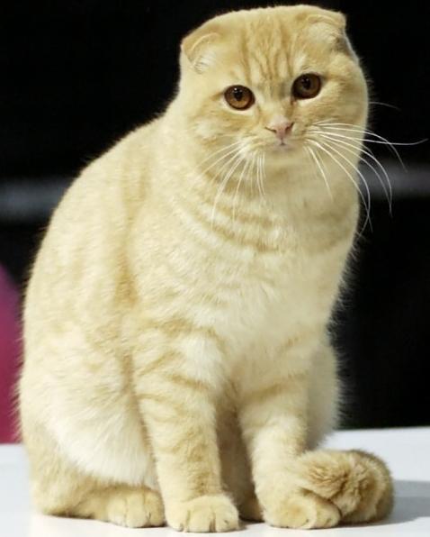 Gatos Scottish Fold: personaje angelical