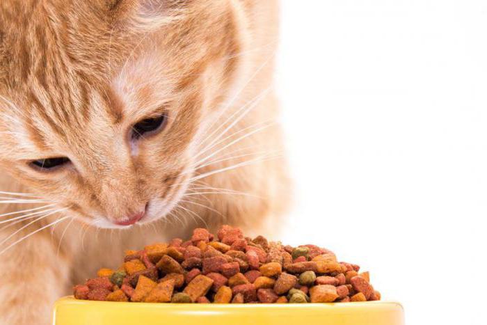 calificación premium de comida para gatos 