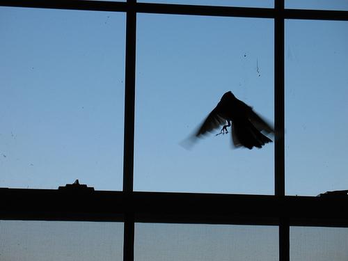 El pájaro voló hacia la ventana, ¿una buena señal o una mala señal?