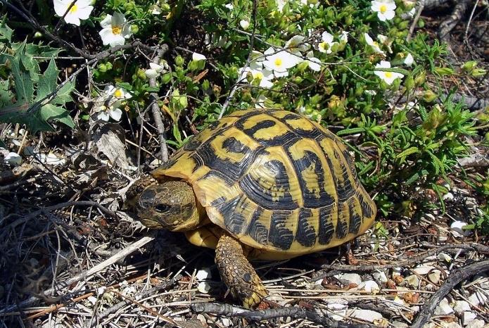 ¿Cómo determinar la edad de una tortuga terrestre? Dos formas simples