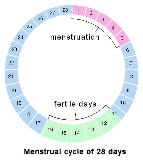 ¿Cómo calcular mensualmente? Calendario mensual, ciclo mensual - información completa para mujeres