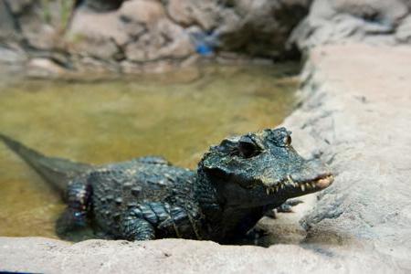 Crocodile embotado: foto, descripción, nutrición