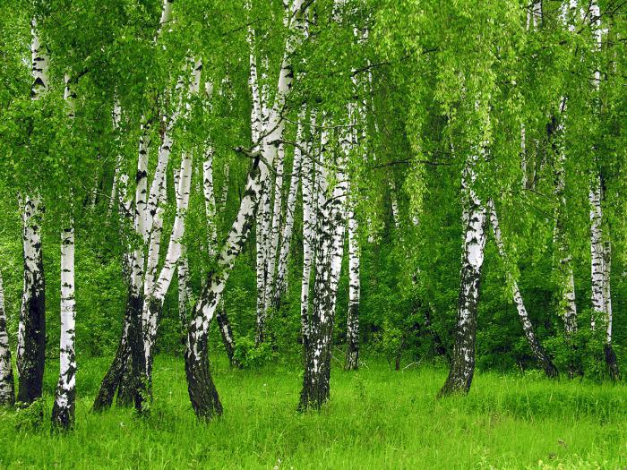 ¿Cuántos años viven los árboles de roble y abedul?