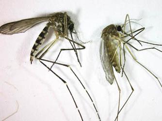 Vida silvestre: ¿por qué los mosquitos beben sangre y por qué mueren?