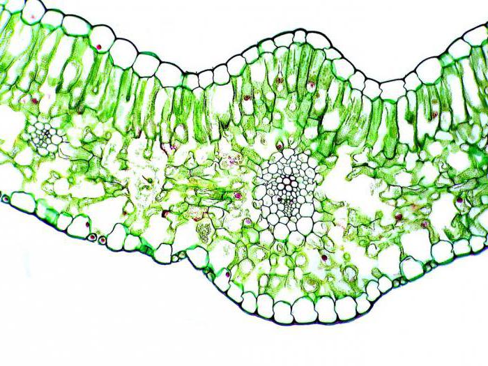 un dibujo de una celda de tejido columnar