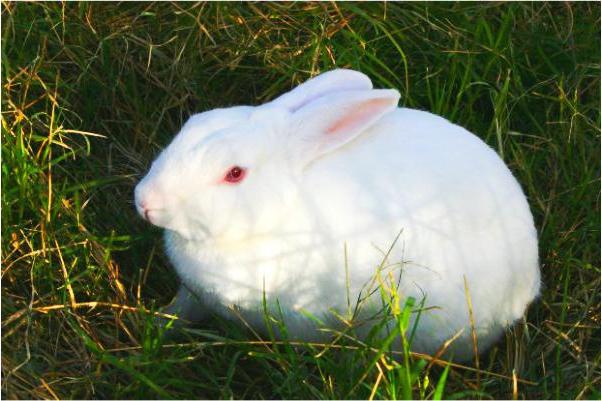Conejos: sus enfermedades y tratamiento, prevención de enfermedades